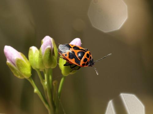 Réf. 201 172 : Eurydema dominulus